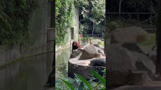 Orangutan #kanaulagamshorts
