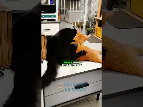 Epic Cat Fight Showdown! Black Cat vs. Yellow Cat |  Cats Like To Work #catfight #cat #funnyanimals