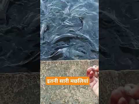 #कोलायत में मछलियां#