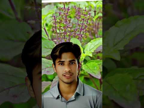 तुलसी का धमाल: शुगर कंट्रोल, दिल का रखवाला और स्ट्रेस का सफाया! #tulsi