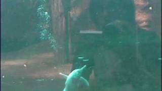 Orinoco river dolphin Behaviour - bubble ring