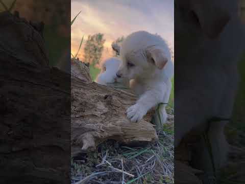 Snack Buddies: Baby Bunny & Puppy’s Adorable Munch Fest! #trending #video #shorts #rabbit