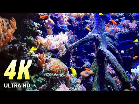 AQUARIUM:  Lively underwater animals and relaxing music restore your health.