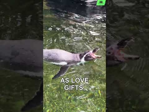 Penguins Are More Romantic Than You! 🤯