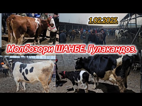 МОЛБОЗОРИ ГУЛАКАНДОЗ ШАНБЕ 1- Феврал ОЧА БАЧА БУКАЧАХО НИГОХБОРИ ГУНОЧИНХОИ НИГОХБОРИ