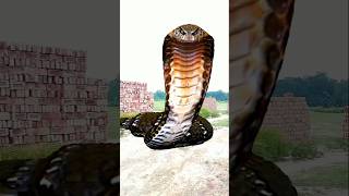 Anaconda snake in real life P111#shorts #short #snake #nagin #python #anaconda #snakes #bigsnake