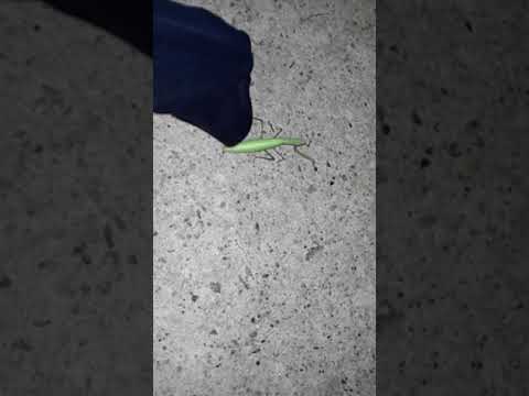 night mantis