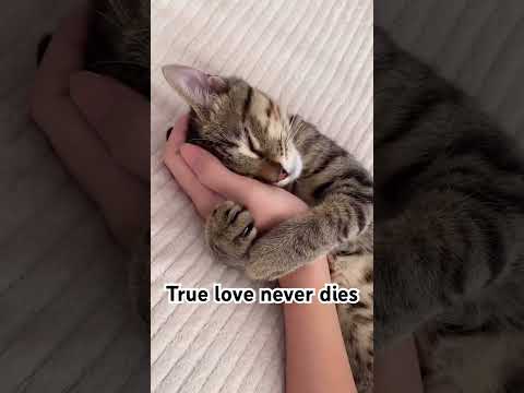 True love never dies.