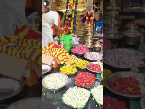 Vishyu maha padi pooja.Swamiye saranam ayyappa 🙏🙏 #ayyappa #swamiyesaranamayyappa #ayyappaswamysongs
