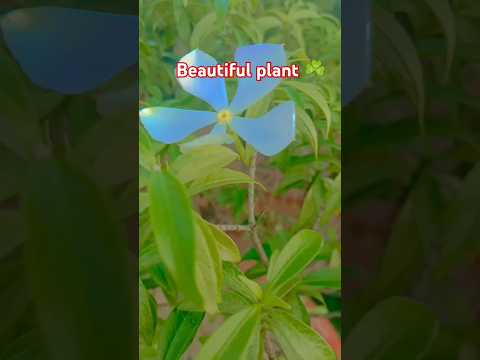 Beautiful plant ☘️ #shorts #viral #@Animationvideo_663