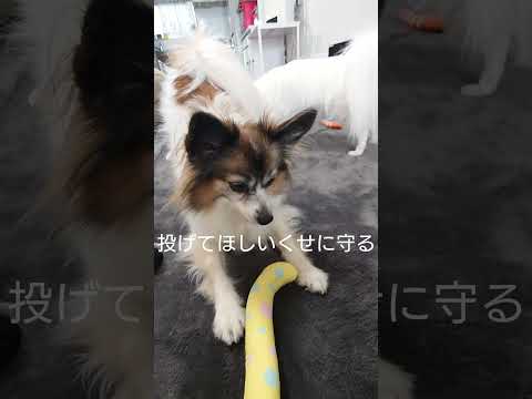 強制される遊びがこちら #可愛い犬 #パピヨン #犬のいる生活