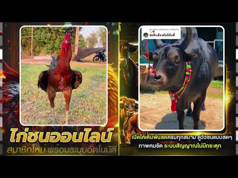 ไก่ชน เงินล้าน ถ่ายทอด สดล่าสุด ufabet เว็บ ไก่ชน สด ทุก สนามฟรี วันนี้