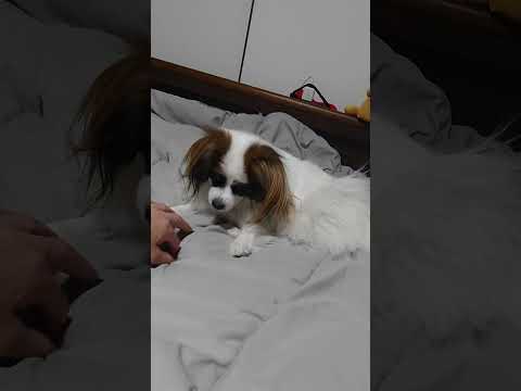 この遊びが好きな犬 #犬のいる生活 #パピヨン #犬と遊ぶ