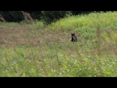 Sunbathing Bear