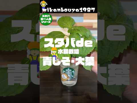 I tried growing green shiso (perilla) hydroponically in a Starbucks cup!