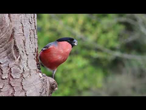 cute birds#nature s own beauty#1