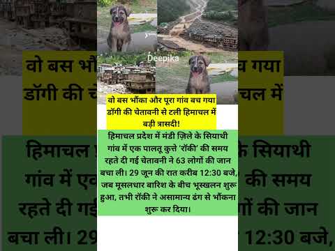 वो सिर्फ भौंका और बच्चे गयी 67 लोगों की जान #himachalpradesh #floods #bravedog #shorts #ytshorts