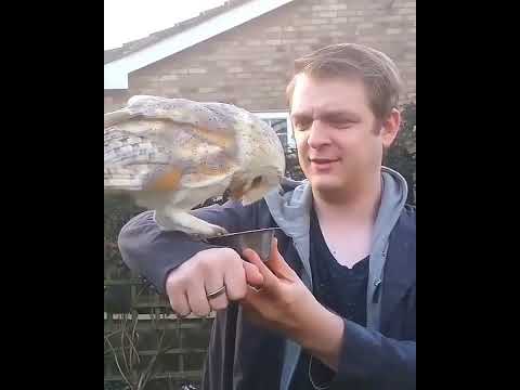 Barn owl # short #birds #beautifulpets #birdspecies #animals