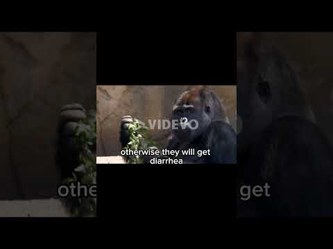 What do gorillas eat? 🦍 #animals #gorilla #diet