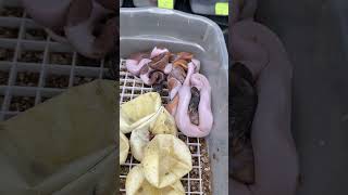 Hypo Ultramel Pied combo clutches! #ballpythonmorphs #royalconstrictordesigns #ultramelpied
