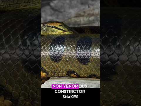 What are you know about Anaconda #shorts