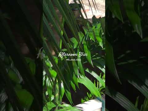 Sunny Day #sunny #afternoon #calicut #brightsun #sun #leaves #happiness #leaves #coconut