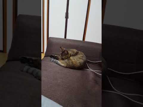 チロ