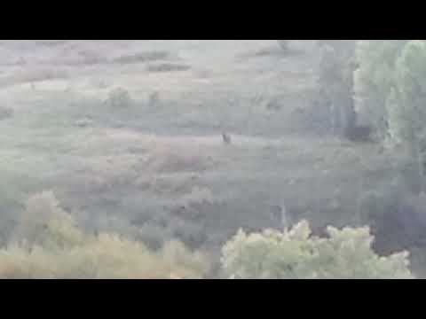 Elk Cow Barking at us