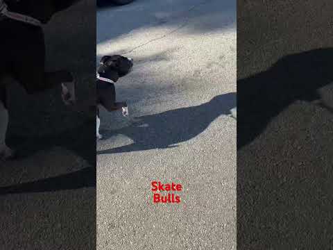 Vivo al día no me voy a preocupar #dog #perro #bulldog #skateboarding #corridos #mexico #tj #skate