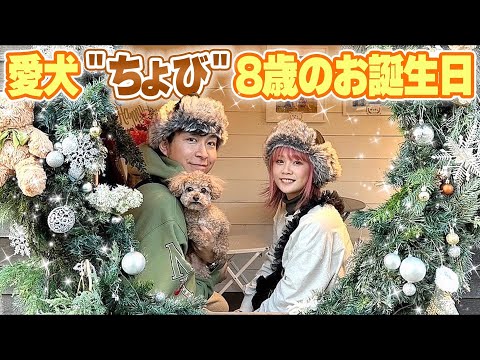 【祝8歳】愛犬ちょびたんのお誕生日にドッグランに行って家族でお祝いしてきました🎂