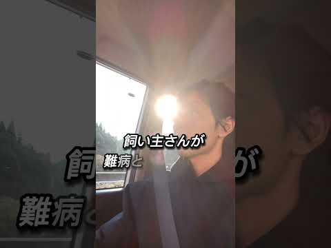 旅に行ってきました！今回は県外からのお引き取りのご依頼をいただきお伺いしてきました。当店はどんな状態でも大切に管理しています。どうしてもお困りの方は一度ご相談くださ#金魚#動物保護#長野県