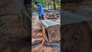 Una belleza de Conacaste, con cara😱#chainsaw #asmrvideo #woodwork