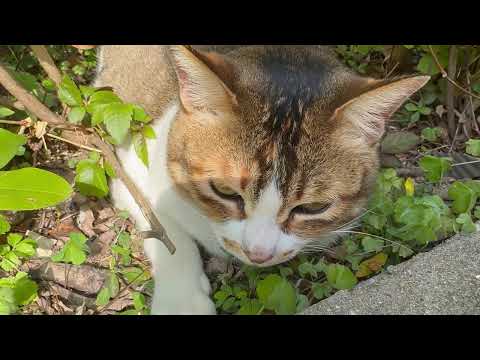 暖暖冬日｜曬太陽｜柴灣漁灣街巿｜鴻記"叉燒" ｜香港明星貓｜the Cat｜Chai Wan｜ Hong Kong