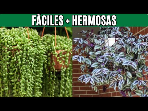 12 Plantas Suculentas Colgantes Perfectas para Interiores