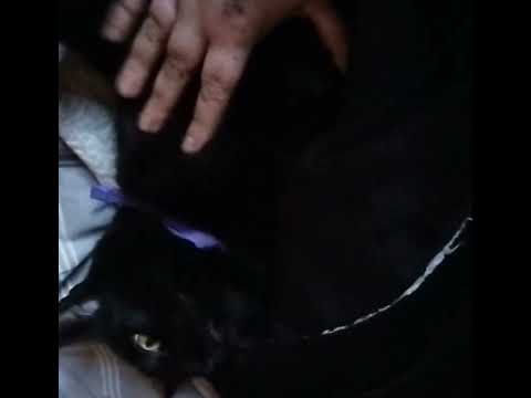 Shadow loves belly rubs don't know why ❤️ #cats #anxietyrelief #blackcats #cute