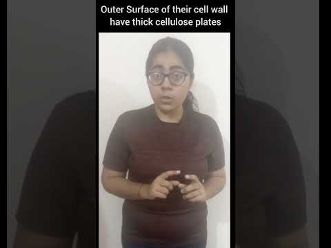 Biology Quick Revision : Biological Classification: Dinoflagellates: Kingdom Protista #shorts