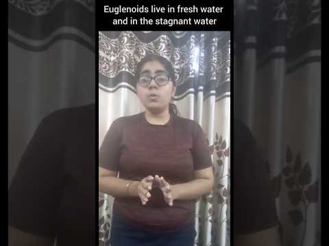 Biology Quick Revision:Biological Classification:Euglenoids:Kingdom Protista #shorts