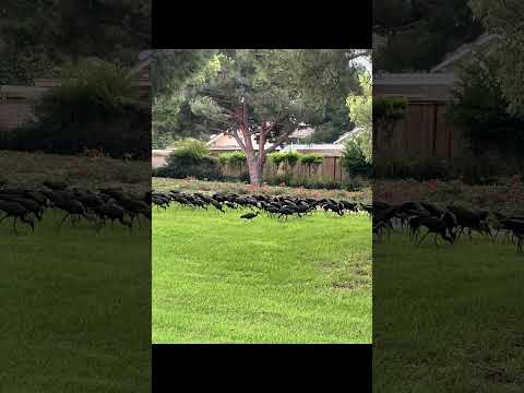 The Glossy Ibises are back in town.