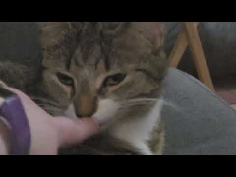 the cutest cat in the history of cats