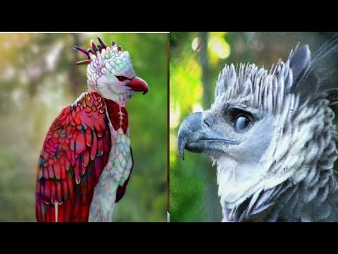 10 Most Beautiful Eagles in the world | Top 10 Beautiful Eagles #eagle#majesticeagles #eagelattacks