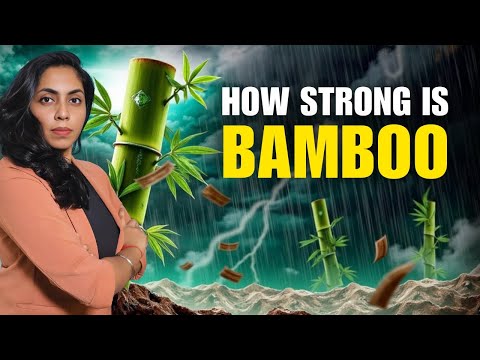 You Won’t Believe How Strong Bamboo Is! | Let's Talk Bamboo Ep. 3