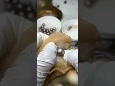 Pearl Clam