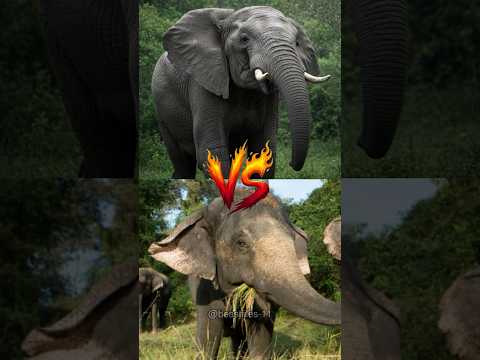 African Elephant VS Asian Elephant - Who Wins? #wildanimals #elephants #shorts