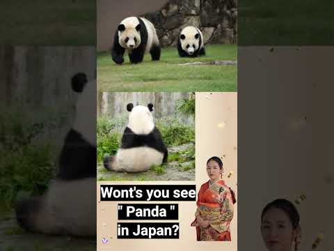 Wont's you see "Panda" in Japan?