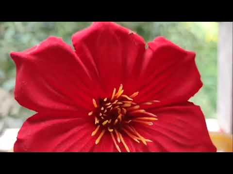 Hay doston yah dekhiae Kitna Sundar Phool Hai