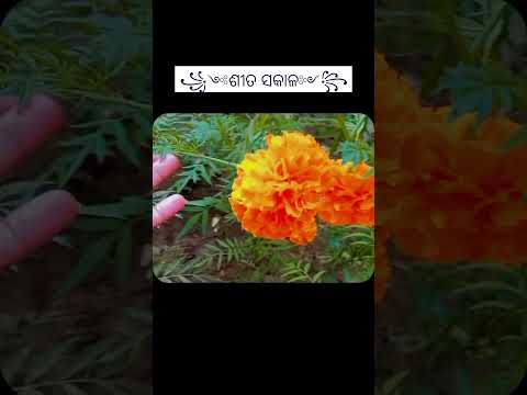 ଗାଁ ଶୀତ ସକାଳ #odisha #odia #villagelife #village #minivlog #shorts #sitasakala