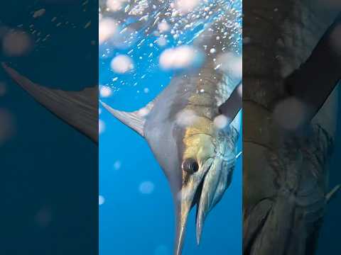 Offshore fishing out of Quepos, Costa Rica was absolutely STELLAR for us! Check out the full video!