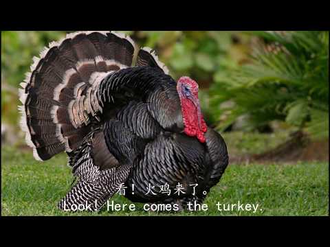 How to say turkey in Chinese