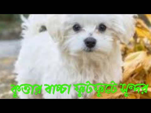 কুত্তার বাচ্চা ফুটফুটে সুন্দর গান। বর্তমান  ভাইরাল গান। T music world.