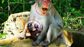 OMG! Jane Monkey Horrible Crying Cos Jazzy Baby Bites Her Milk, Jane Monkey Hurts So Much.